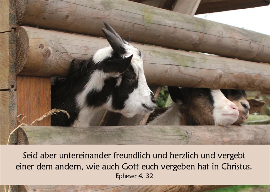 Postkarte zum Geburtstag / Epheser 4,32