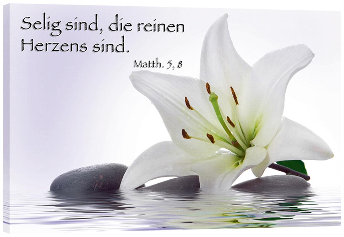 Bild "Lilie im Wasser" lila